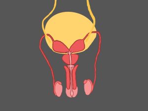 Prostate